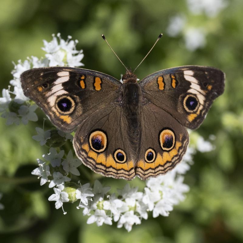 Common Buckeye butterfly in garden perched on small white flowers